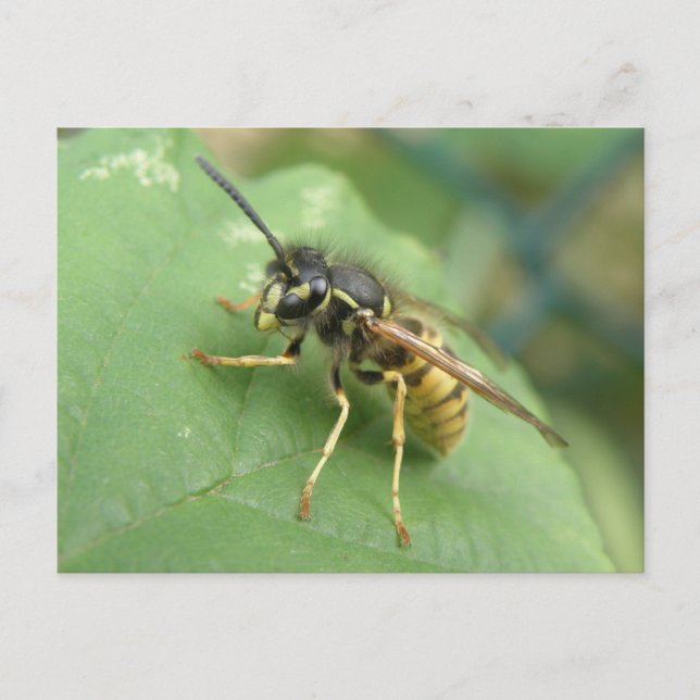 Hoverfly Macro Postcard (Front)