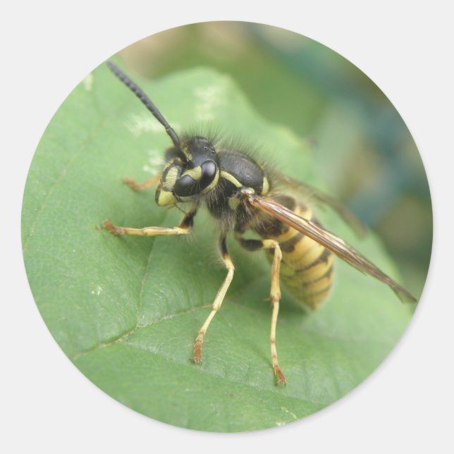 Hoverfly Macro Stickers (Front)