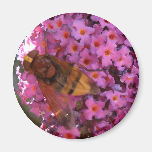 Hoverfly Magnet (Front)