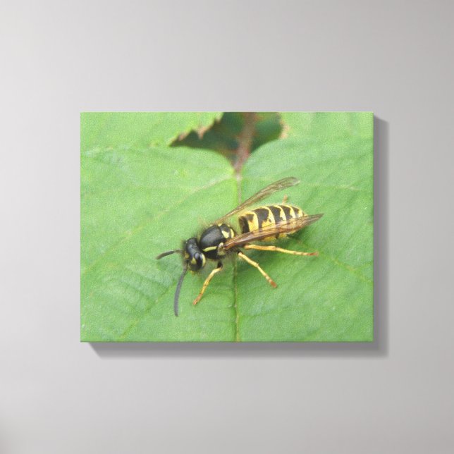 Hoverfly on a Leaf Canvas Print (Front)