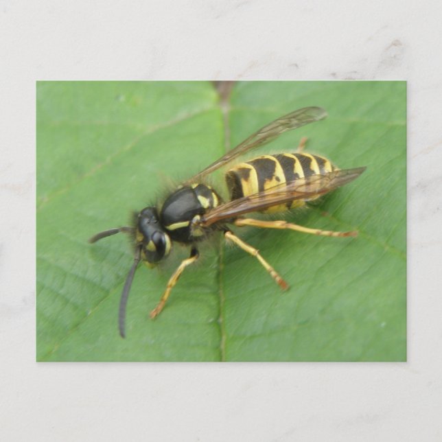 Hoverfly on a Leaf Postcard (Front)