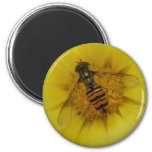 Hoverfly On A Marigold Magnet at Zazzle