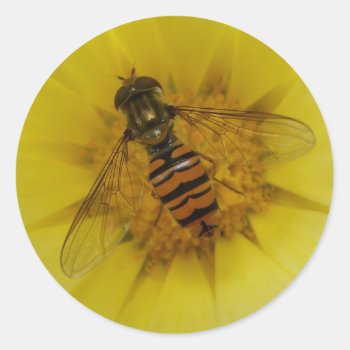 Hoverfly On A Marigold Sticker by Fallen_Angel_483 at Zazzle