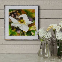 Hoverfly on White Anemone Flower - Pollination in