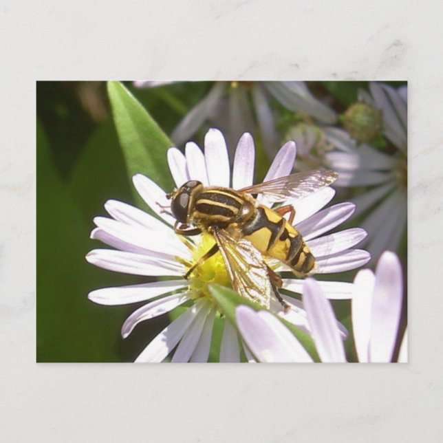 Hoverfly Postcard - Helophilus (Front)