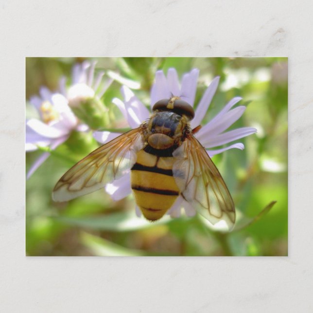 Hoverfly - Volucella inanis Postcard (Front)