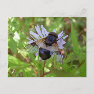 Hoverfly - Volucella pellucens Postcard