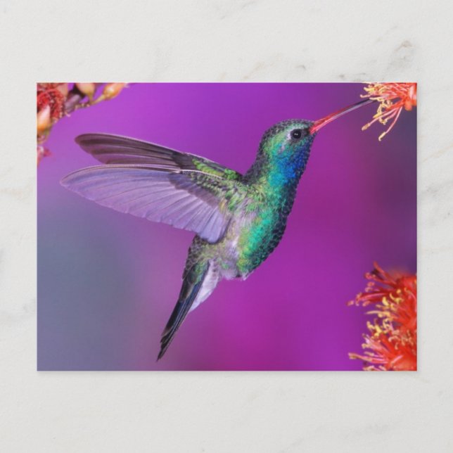 Hovering Blue-Green Hummingbird Postcard (Front)