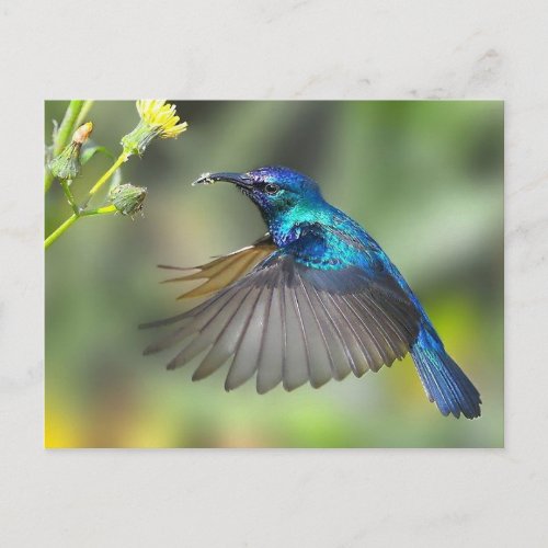 Hovering Blue Hummingbird Postcard