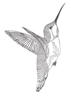 hummingbird sketch gifts on