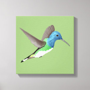 Hovering Jacobin Hummingbird - transparent. Canvas Print