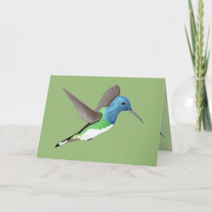 Hovering Jacobin Hummingbird - transparent. Card