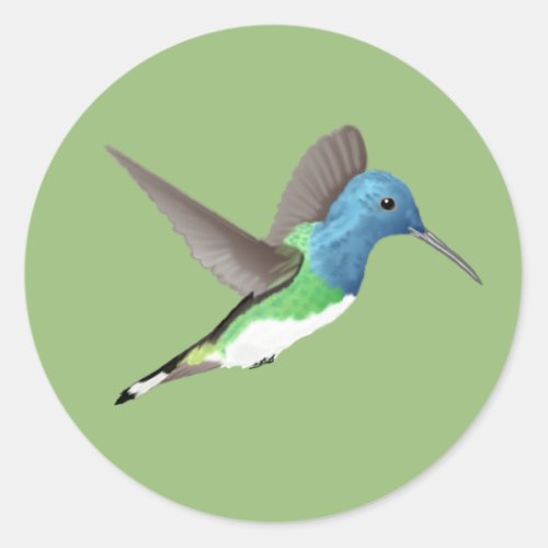 Hovering Jacobin Hummingbird _ transparent  Classic Round Sticker