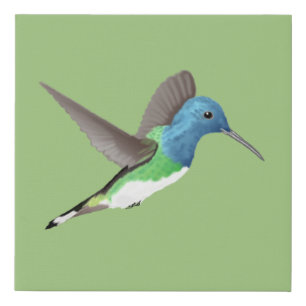 Hovering Jacobin Hummingbird - transparent. Faux Canvas Print