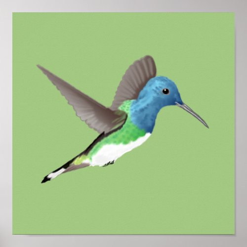 Hovering Jacobin Hummingbird _ transparent   Poster