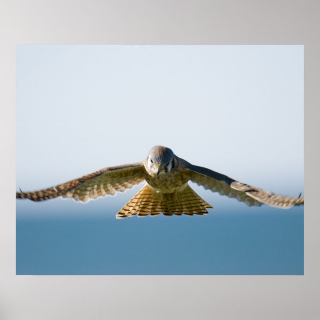 Hovering Kestrel Poster (Front)