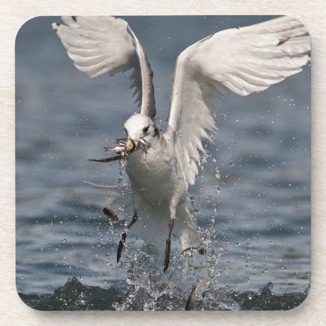 Hovering Kittiwake Beverage Coaster (Front)