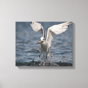 Hovering Kittiwake Canvas Print