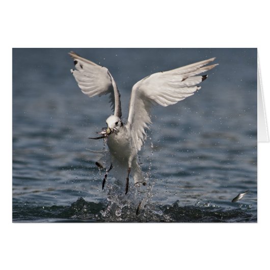 Hovering Kittiwake Cards (Front Horizontal)