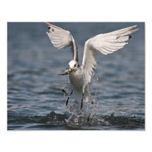 Hovering Kittiwake Photo Print