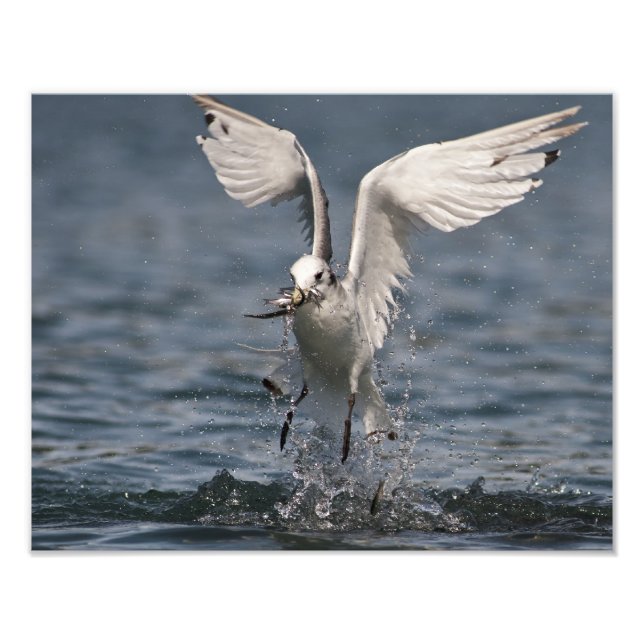 Hovering Kittiwake Photo Print (Front)