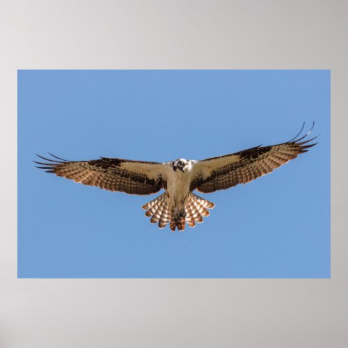 Hovering Osprey Poster