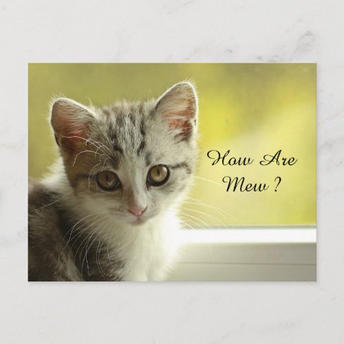 How Are Mew Kitten Postcard