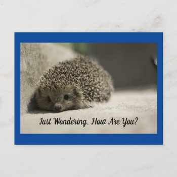 How Are You Hedgehog Postcard by WingSong at Zazzle