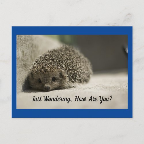 How Are You Hedgehog Postcard