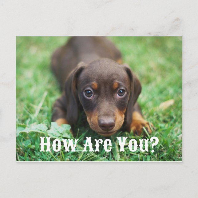 How Are You Puppy Postcard (Front)