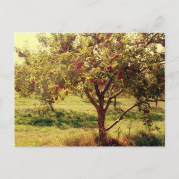 How 'bout Them Apples Postcard by upnorthpw at Zazzle