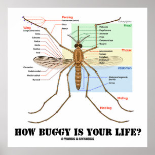 How Buggy Is Your Life? Mosquito Anatomy Humor Poster