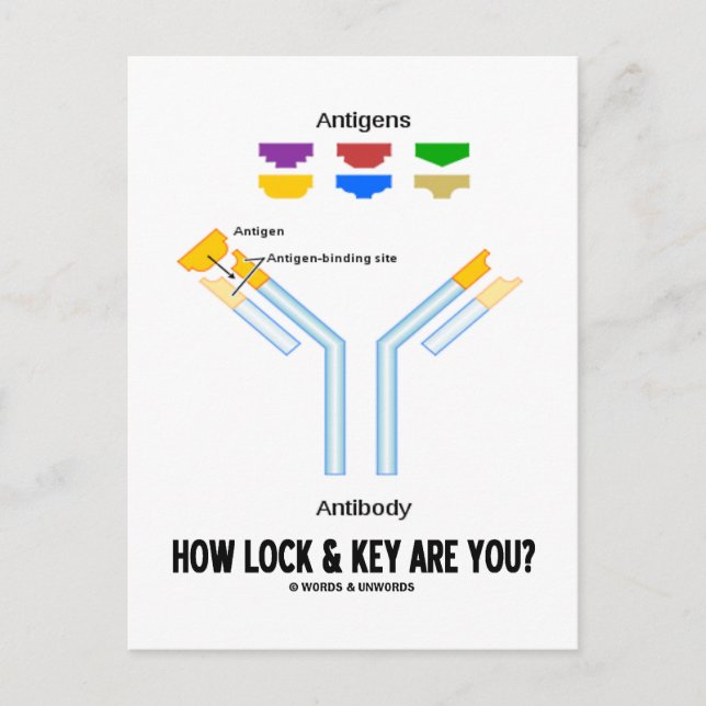 How Lock And Key Are You? (Antigen Antibody) Postcard (Front)