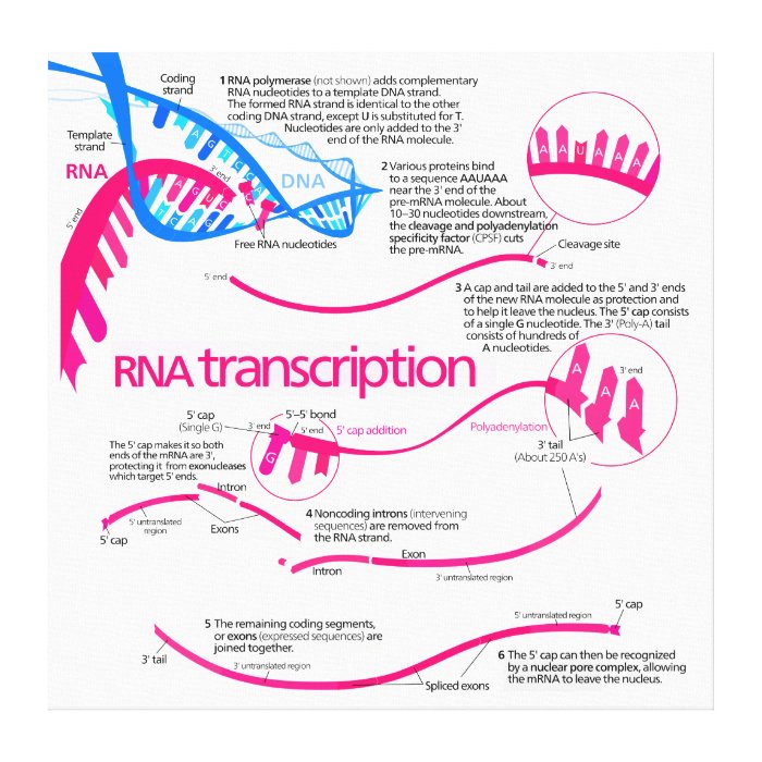 How mRNA is Created in a Nucleus Diagram Gallery Wrapped Canvas