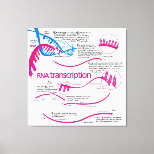 How mRNA is Created in a Nucleus Diagram Canvas Print