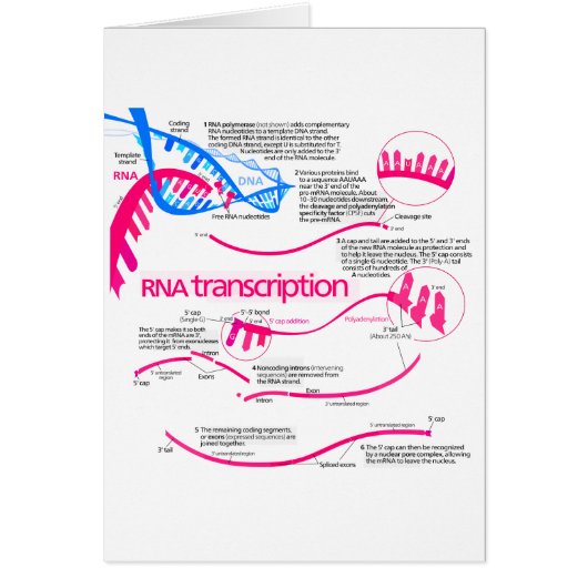 How mRNA is Created in a Nucleus Diagram Cards (Front)