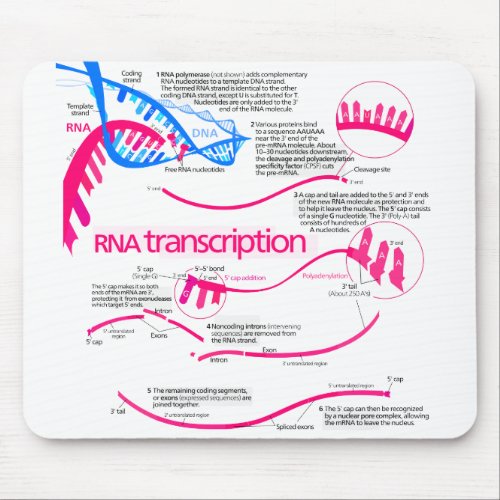 How mRNA is Created in a Nucleus Diagram Mouse Pad