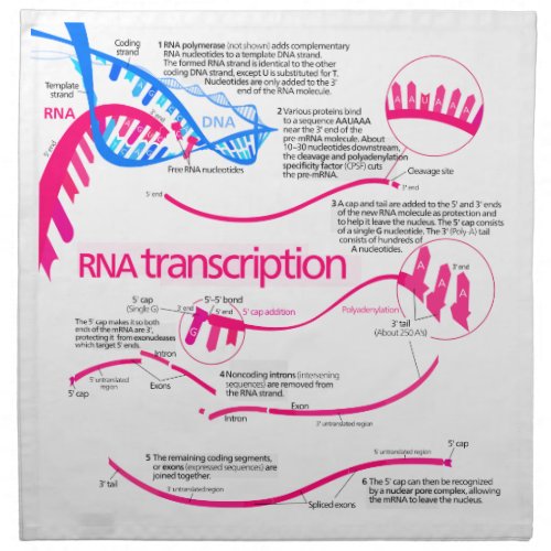 How mRNA is Created in a Nucleus Diagram Napkin