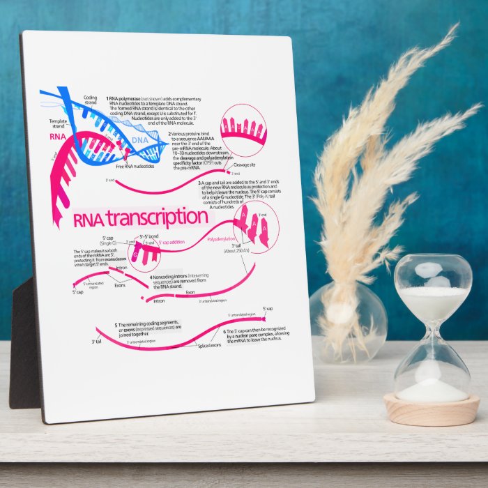 How mRNA is Created in a Nucleus Diagram Plaque