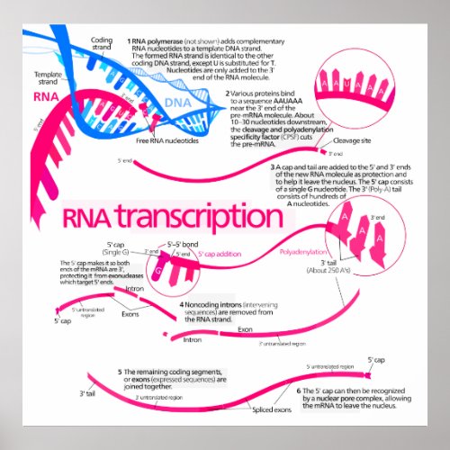 How mRNA is Created in a Nucleus Diagram Poster