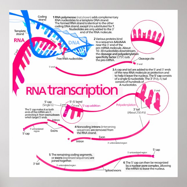 How mRNA is Created in a Nucleus Diagram Poster (Front)