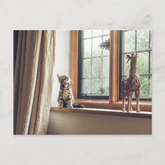 How much is that Kitty in the Window? Postcard