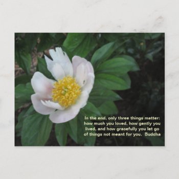 How Much You Loved Postcard by Rinchen365flower at Zazzle