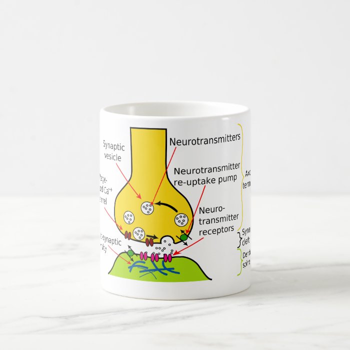 How Nerve Signals Are Sent With Synapses Diagram Mug