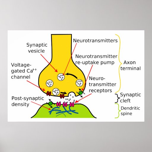 How Nerve Signals Are Sent With Synapses Diagram Poster | Zazzle