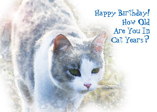 Happy Meow Birthday Gifts On Zazzle