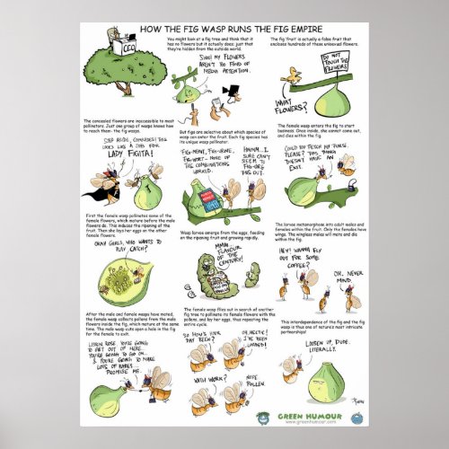 How the fig wasp runs the fig empire poster