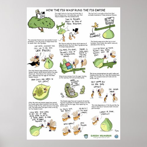 How the fig wasp runs the fig empire poster