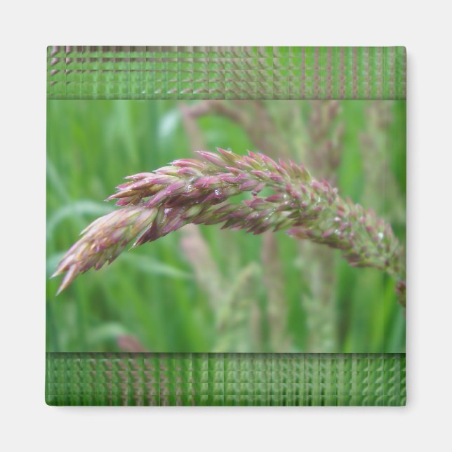 How the Grass Grows Magnet (Front)