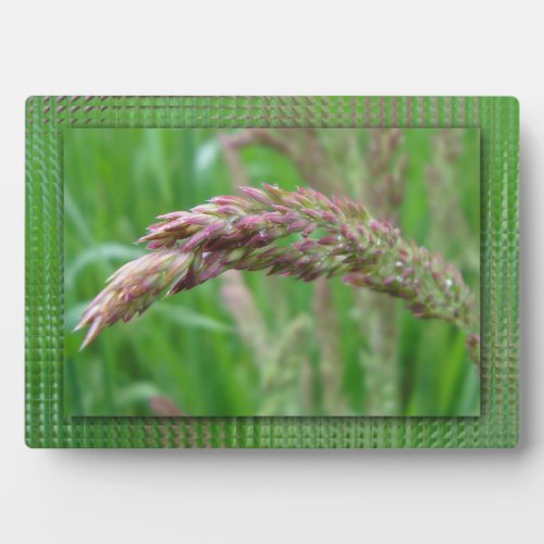 How the Grass Grows Photo Plaque